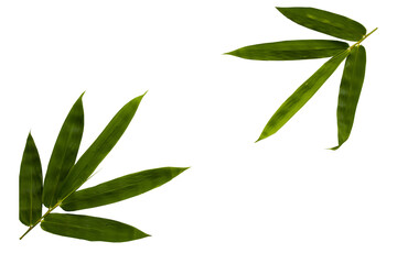 bamboo leaf local flora of asia arrangement flat lay style 