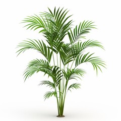 Fototapeta premium A single parlor palm plant with green leaves is on a white background