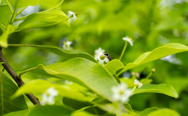 ソヨゴの花と蟻