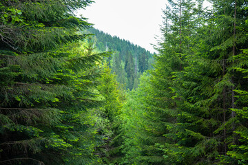 Fabulous and mysterious path in the forest. Location place of Carpathians mountain, Ukraine, Europe.