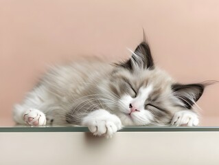 Adorable Ragdoll Kitten Napping on a Peaceful Pastel Background