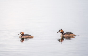 Two Great Crested Grebes swim in the lake