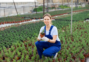 Positive female gardening worker in blue overall inspects young rosemary plants after treatment...