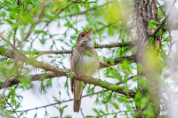Thrush Nightingale, Luscinia luscinia. A bird sits on a tree branch and sings