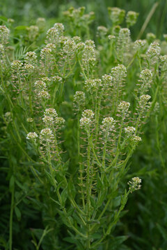 Closeup on an aggregation of unopened flowerbuds of field peppergrass or pepperweed, Lepidium campestre
