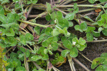 Closeup on small white flowering Subterranean clover, Trifolium subterraneum