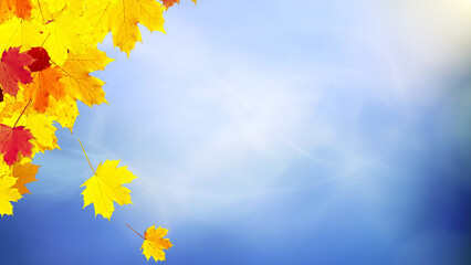 Sunny colorful fall season maple leaves on blurry white blue sky copy space background. 