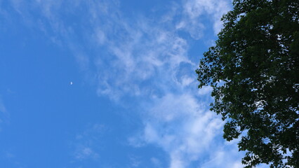 Mysterious evening moon above the tree