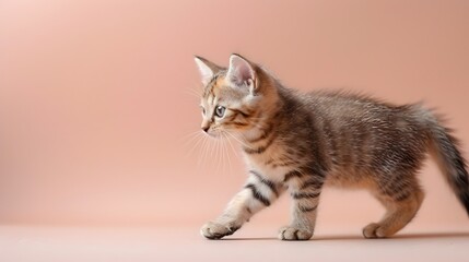 Obraz premium Cute Exotic Shorthair Kitten Walking on Pastel Peach Background