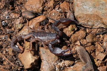 Closeup on a Pacific or Western Forest Scorpion, Uroctonus mordax sitting on the ground in North California