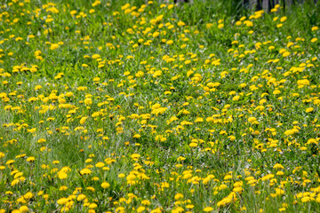 A clearing of blooming yellow dandelions. Floral natural background. Spring flowers.