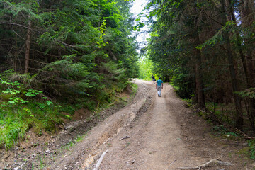Fabulous and mysterious path in the forest. Location place of Carpathians mountain, Ukraine, Europe.