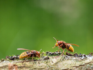 Hornisse (Vespa crabro)