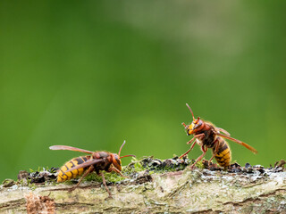 Hornisse (Vespa crabro)