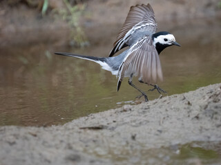 Bachstelze (Motacilla alba)