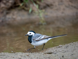 Bachstelze (Motacilla alba)