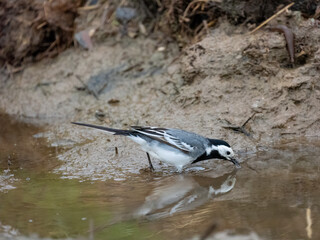 Bachstelze (Motacilla alba)