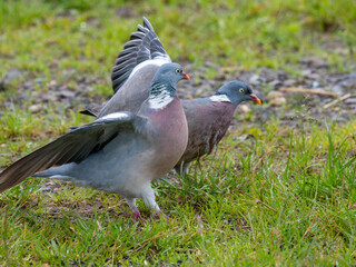 Ringeltaube (Columba palumbus)