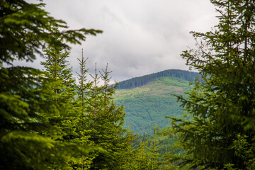 Fabulous and mysterious path in the forest. Location place of Carpathians mountain, Ukraine, Europe.