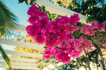 Bougainvillea flowers in the park on a summer sunny day