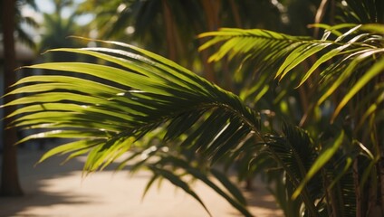 Timelapse of a Palm Leafs Gradual Shadow Shift on a.