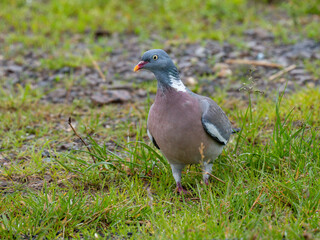 Ringeltaube (Columba palumbus)