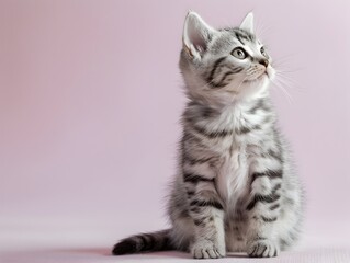 Obraz premium Adorable Gray Tabby Kitten Sitting on a Pastel Lavender Background