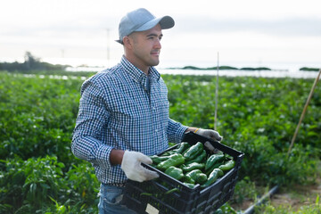 Positive caucasian man farmer harvesting ripe green pepper on vegetable field.