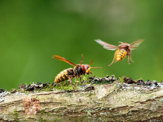 Hornisse (Vespa crabro)