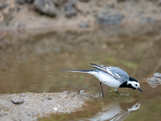 Bachstelze (Motacilla alba)