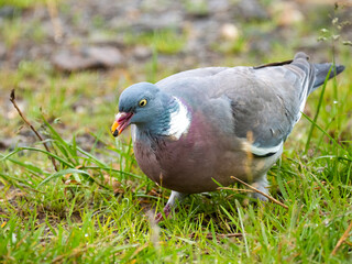 Ringeltaube (Columba palumbus)