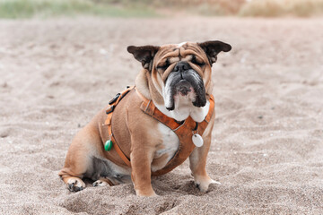 English Bulldog Sitting On Sandy Beach