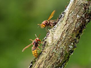 Hornisse (Vespa crabro)