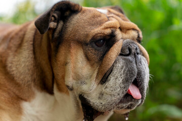 Obraz premium Close Up Portrait of a Brown Bulldog With Tongue Out
