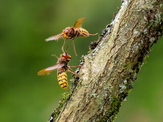 Hornisse (Vespa crabro)