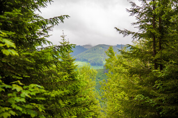 Fabulous and mysterious path in the forest. Location place of Carpathians mountain, Ukraine, Europe.