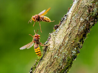 Hornisse (Vespa crabro)