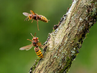 Hornisse (Vespa crabro)