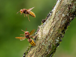 Hornisse (Vespa crabro)