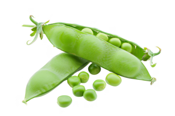 A pod of green peas with a few pea pods on the ground