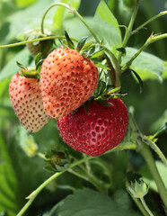 flowers of strawberries and fruits close up
