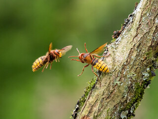 Hornisse (Vespa crabro)
