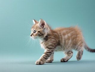 A Charming American Shorthair Kitten Walking on a Pastel Blue Background