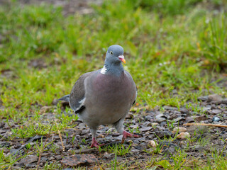 Ringeltaube (Columba palumbus)