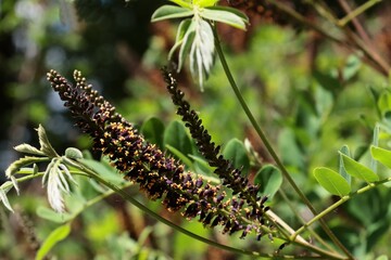 blossoming  Amorpha Frutinosa bush -Leguminoseae Family at spring