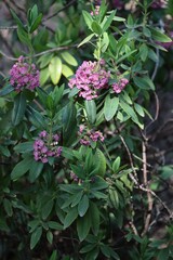 purple flowers of Kalmia latifolia rubra bush in the garden