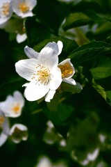 white,fragrant tetrapetalous flowers of jasmine bush at spring