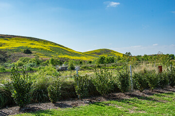 Naklejka premium Yellow Wild Flowers over California Hills