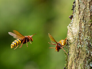 Hornisse (Vespa crabro)