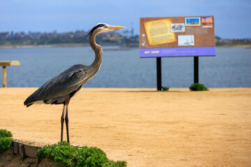 heron on the beach